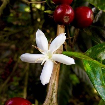 Flor de Café