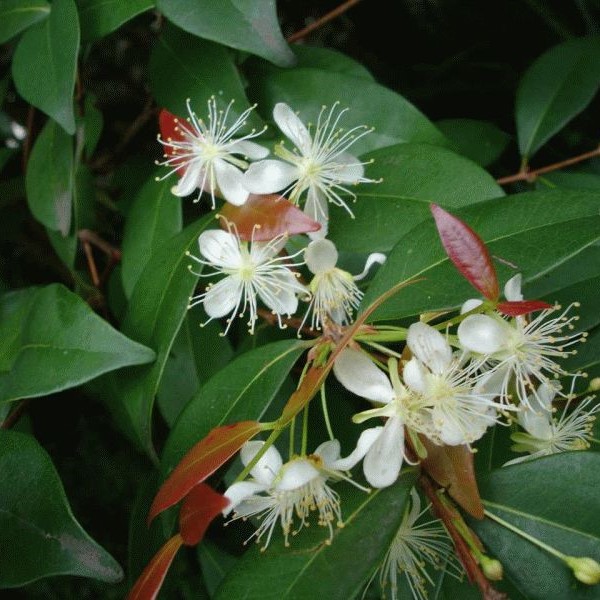 Bálsamo de Copaiba